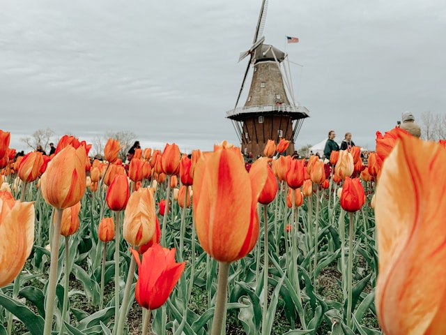  tulipany